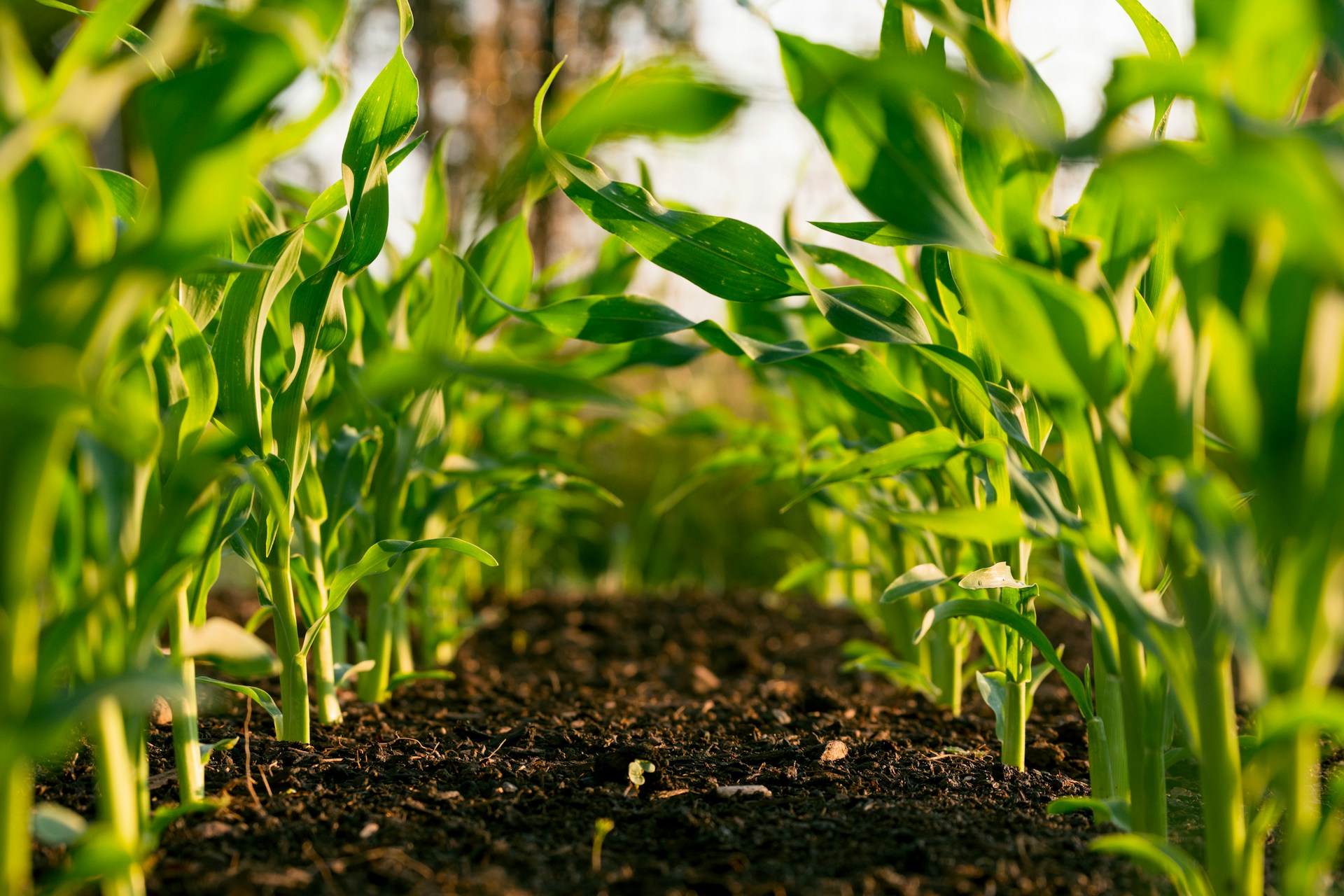 Absolute Resolve Commercial Agriculture