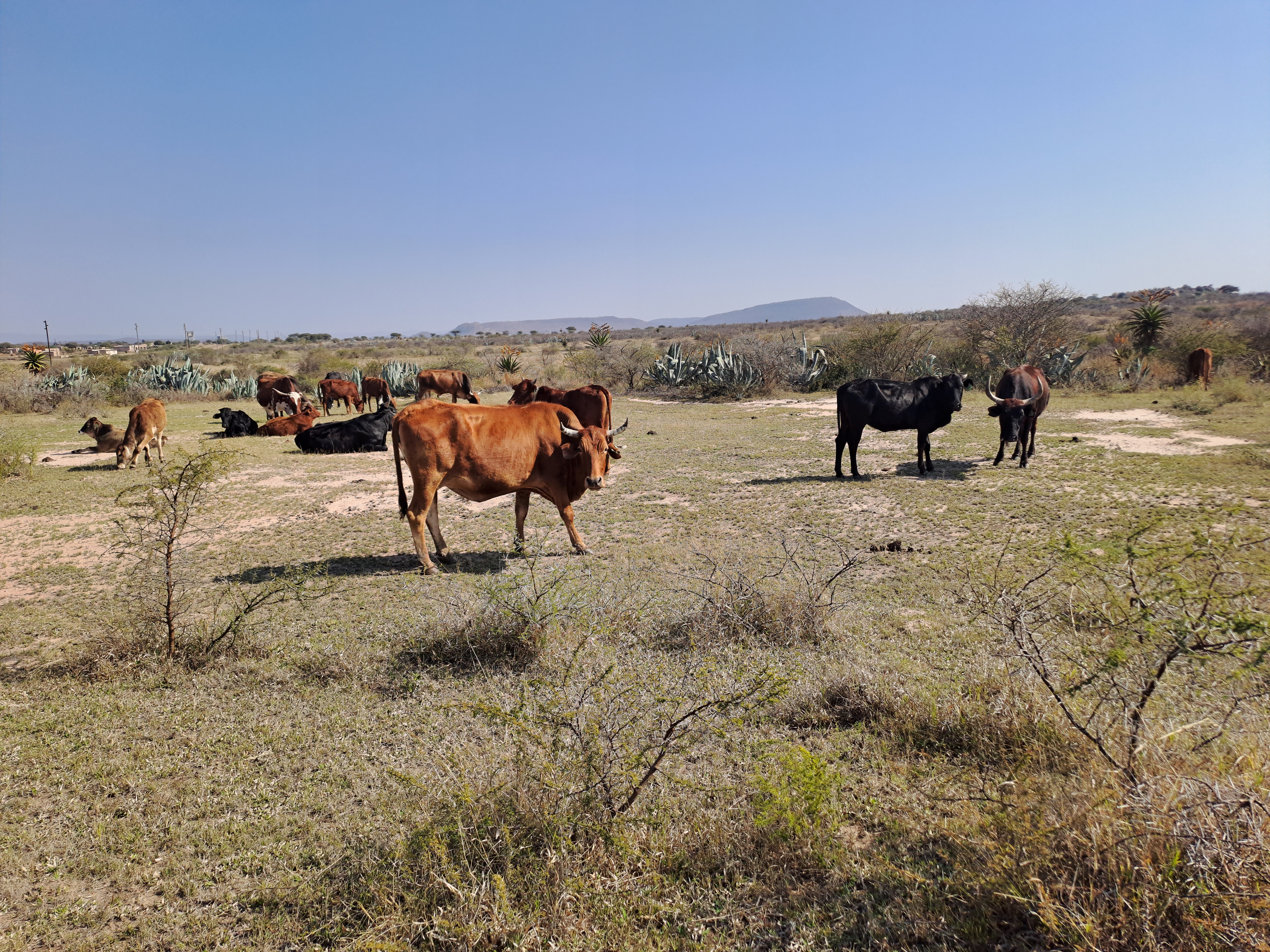 Soil, land use and agricultural impact assessment for Eagle Cliff Coal Mining Project